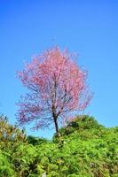 roze boom van wild himalayan kers bloesem of Thais sakura bloem boom landschap berg heuvel foto
