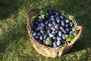 blauw pruim, heerlijk Purper zoet fruit in houten mand gemaakt van wijnstokken, oogst tijd in de boomgaard, seizoensgebonden herfst fruit, biologisch vegetarisch ingrediënt, oekraïens tuin, prunus domestica, japans symbool foto