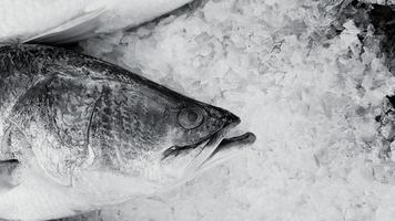 vers Aziatisch zeebaars, reusachtig zeebaars, barramundi of zilver zeebaars vis Aan ijs met kopiëren ruimte Bij zeevruchten markt of supermarkt in zwart en wit toon. wetenschappelijk naam van vis is laat kalksteen. foto