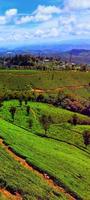 berg bereiken in Indië met thee plantages foto