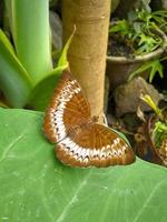 tanaecia pelea is een soorten van vlinder in de nymphalidae familie. foto