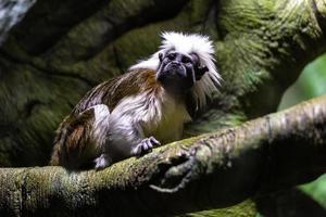 zijdeaapjes Aan de natuurlijk achtergrond foto