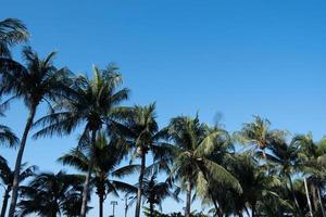 palm bomen tegen blauw lucht, palm bomen Bij tropisch kust, kokosnoot boom achtergrond met kopiëren ruimte. foto