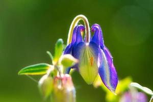 blauw Purper wild orchidee Aan een groen weide. bloem foto van natuur. landschap