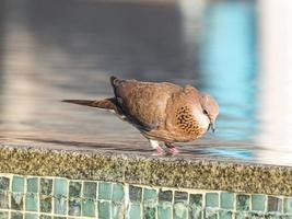 dichtbij omhoog afbeelding van mooi hoor gekleurde duif zittend Aan zwembad grens foto