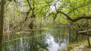 afbeelding van mooi suwannee rivier- en tweeling rivieren staat Woud in Florida in voorjaar gedurende dag foto