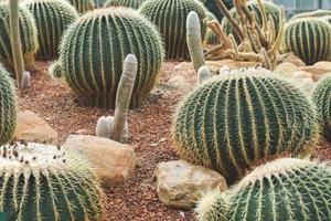 cactus in tuin. huis fabriek decoratie concept. foto