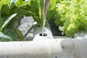 een team van wetenschappers analyses planten Aan groente dienbladen. hydrocultuur werkwijze in de laboratorium agrarisch ingenieurs test fabriek Gezondheid in industrieel kassen.de vrouw is wezen onderzocht in detail. foto