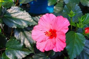 hibiscus bloem hibiscus rosa-sinensis l is een struik van de malvaceae familie afkomstig van oosten- Azië en breed gegroeid net zo een sier- fabriek in tropisch en subtropisch regio. foto