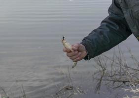 vis, crucian karper, in de vissers hand.vis gevangen in de rivier. foto