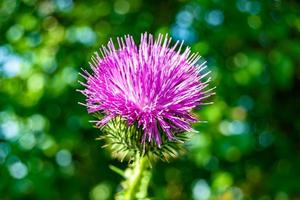 mooi groeit bloem wortel klit distel Aan achtergrond weide foto