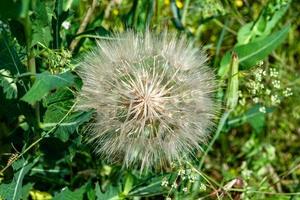 mooi wild groeit bloem zaad paardebloem Aan achtergrond weide foto