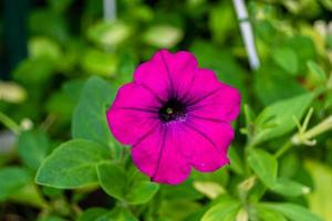 fotografie Aan thema mooi wild groeit bloem petunia Aan achtergrond weide, foto