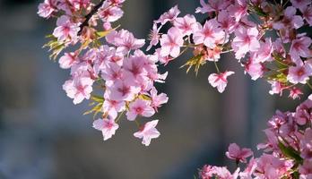 zacht focus mooi roze kers bloesems sakura met verfrissend in de ochtend- in Japan foto