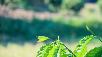 dichtbij omhoog visie van groen koffie boom top bladeren met vervagen achtergrond foto