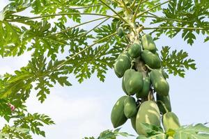 natuur vers geel papaja Aan boom met vruchten. biologisch groen papaja Aan boom. foto