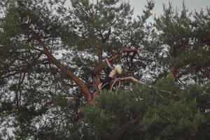 vrouw met kaal borst zittend Aan pijnboom boom toneel- fotografie foto