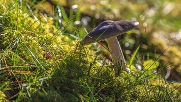 macro beeld van een Woud paddestoel in de ochtend- licht foto