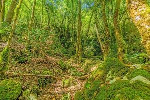 afbeeldingen van een wandeltocht door dicht groen Woud langs een droog rivierbedding in scharlijn natuur park in istrië foto