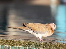 dichtbij omhoog afbeelding van mooi hoor gekleurde duif zittend Aan zwembad grens foto