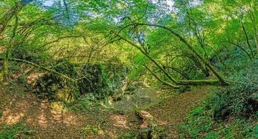 afbeeldingen van een wandeltocht door dicht groen Woud langs een droog rivierbedding in scharlijn natuur park in istrië foto