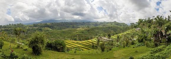 visie over- typisch rijst- terrassen Aan de eiland van Bali in Indonesië foto