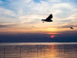 kudde van vogelstand vliegt bovenstaand de zee oppervlak. vogel vliegend terug naar nest in natuurlijk zee en gouden lucht achtergrond gedurende mooi zonsondergang. foto