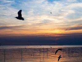 kudde van vogelstand vliegt bovenstaand de zee oppervlak. vogel vliegend terug naar nest in natuurlijk zee en gouden lucht achtergrond gedurende mooi zonsondergang. foto