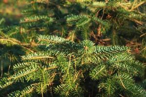 takken van Grieks Spar, abies cephalonica Aan een wazig achtergrond. de beeld shows de bladeren van een jong Grieks Spar. foto