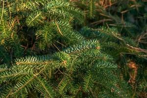 takken van Grieks Spar, abies cephalonica Aan een wazig achtergrond. de beeld shows de bladeren van een jong Grieks Spar. foto