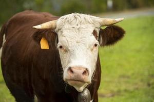 portret van een jong bruin gevlekte koe begrazing foto