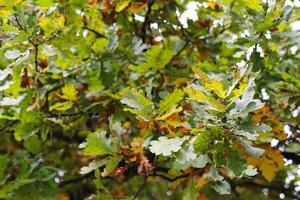 reizen naar salzburg, Oostenrijk. de groen en oranje bladeren van de eik boom in herfst park foto