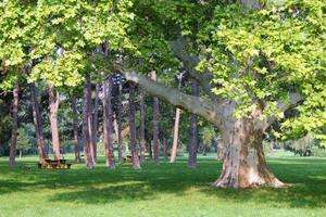 reizen naar Wenen, Oostenrijk. de visie Aan de park met groot bomen in de zonnig dag. foto