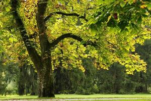 reizen naar salzburg, Oostenrijk. de visie Aan de park met groot bomen in de zonnig dag. foto