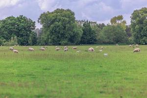 schapen in de platteland in de oud landelijk stad- van lacock, Engeland. foto