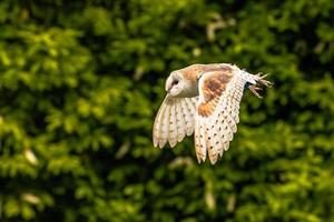 uil vogel Bij een middeleeuws eerlijk Bij de episch middeleeuws kasteel van arundel, Engeland. foto