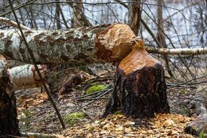 bever werken in de Woud foto