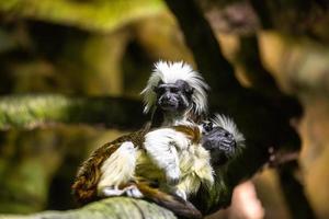 zijdeaapjes Aan de natuurlijk achtergrond foto