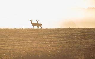 Lets zomer landschappen foto