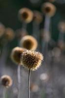 droog echinops Aan de blured gemaakt foto