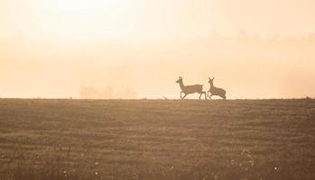 Lets zomer landschappen foto