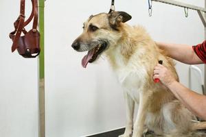 hand- van vrouw groomer maakt een ras kapsel met kam na het wassen hond vacht in uiterlijke verzorging salon. gebruik van gereedschap voor kammen wol. professioneel dier huisdier zorg concept. detailopname met kopiëren ruimte voor tekst foto