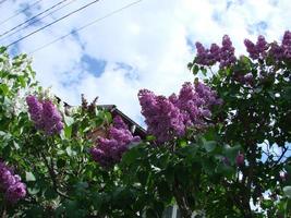 Afdeling van Purper lila bloemen, syringa vulgair. lelie bloeiend planten achtergrond tegen blauw lucht. foto