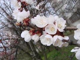 voorjaar bloesem achtergrond met abrikoos. mooi natuur tafereel met bloeiend boom en blauw lucht foto