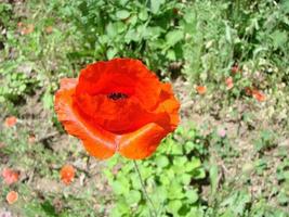 rood papaver bloemen met een bij en tarwe velden Aan de achtergrond. gemeenschappelijk papaver papaver rhoeas foto