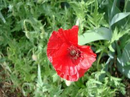 rood papaver bloemen met een bij en tarwe velden Aan de achtergrond. gemeenschappelijk papaver papaver rhoeas foto