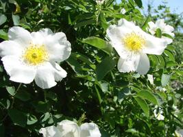 rosa multiflora Japans roos. klein groep van wild multiflora rozen foto