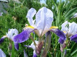 iris germaans. detailopname van bloem gebaard iris in tuin. een fabriek met indrukwekkend bloemen, tuin decoratie. foto