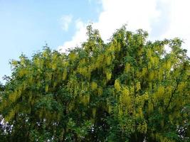 acacia Afdeling robinia pseudoacacia is overvloedig bloeiend met wit bloemen. false acacia. foto