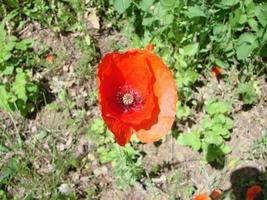 rood papaver bloemen met een bij en tarwe velden Aan de achtergrond. gemeenschappelijk papaver papaver rhoeas foto